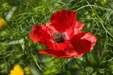 Obraz premium Beautiful bright red poppy close-up on a background of green grass in a flower garden