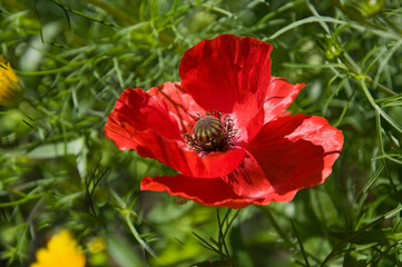 Beautiful bright red poppy close-up on a background of green grass in a flower garden