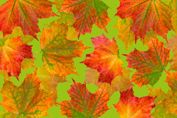 Bright beautiful autumn background of colorful autumn maple leaves on a green backdrop