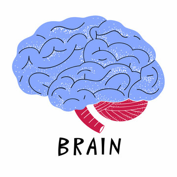 Human brain illustration. Vector medicine illustration in cartoon style. Human brains anatomy. Internal organ cute style