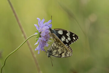 Schachbrettfalter bei der Paarung