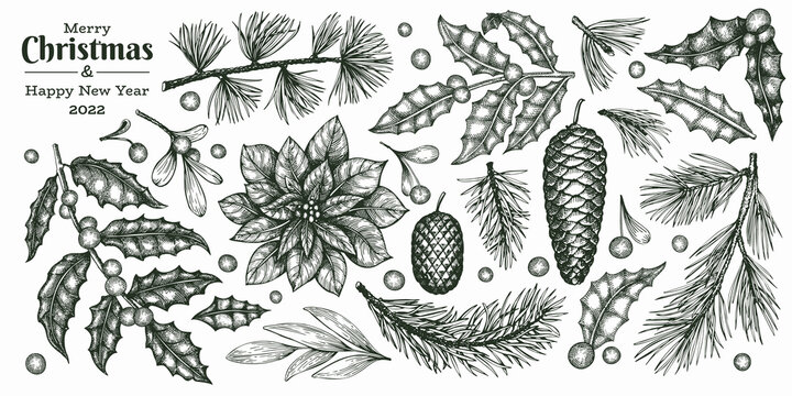 Christmas hand drawn vector plants. Vintage style botanical illustrations. Winter nature engraved plants xmas set.