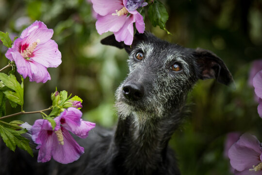 Galgo Espanol eingerahmt von rosa Hibiskus Bl&uuml;ten