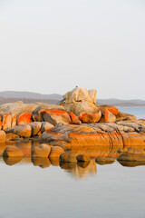 Sunrise at the Bay of Fires, Tasmania, Australia. Orange lichen covered rocks reflected in the still water. No people, copy space.