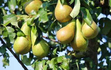 Closeup of fresh ripe pears (pyrus communis abate betel) hanging in tree with green leaves in summer