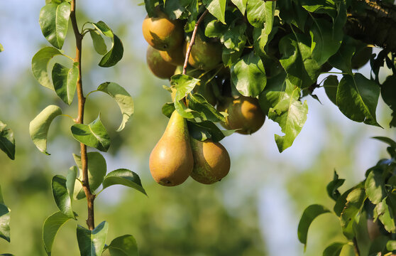 Closeup of fresh ripe pears (pyrus communis abate betel) hanging in tree with green leaves in summer