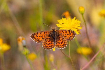 Obraz premium Beautiful iparhan butterfly ; Melitaea trivia ( Syriaca )