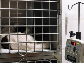 pet recovering from surgery at the veterinary clinic. Anesthetized dog in the cage at the...