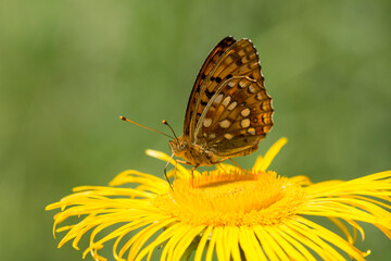 Ansicht der Flügelunterseite eines Kaisermantel auf gelber Blüte