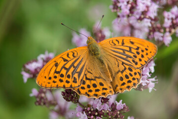 Kaisermantel Schmetterling