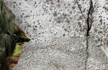 Dry autumn leaf on concrete cracked background.