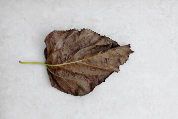 Dry leaf on light marble background.