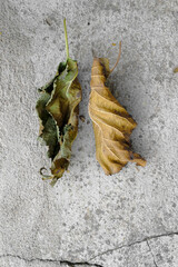 Pair of dry leaves on concrete background