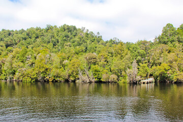 Fototapeta premium View of a Jetty on the treelined bank of the Gordon River Tasmania Australia. No people, space for copy.