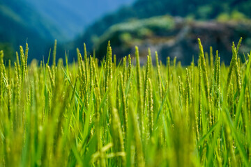 夏のまっすぐ天に伸びた稲