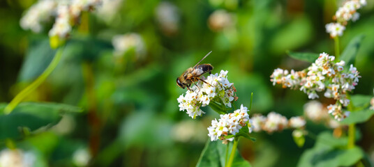 Bee on a flower. The bee collects pollen from small white buckwheat flowers. Natural product, honey, buckwheat.