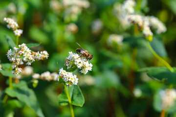 Bee on a flower. The bee collects pollen from small white buckwheat flowers. Natural product, honey, buckwheat.