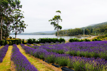 Rows of Lavender in a Lavendar Farm leading to an ocean inlet. Tasmania, Australia, no people. © Kate