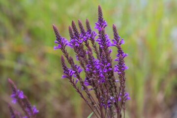 American vervain, blue vervain or swamp verbena (Verbena hastata) beautiful purple flowers