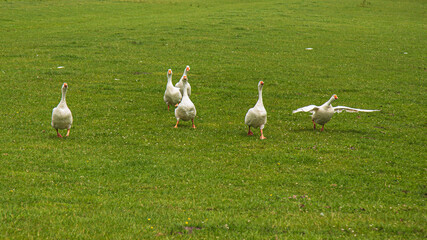 Angry geese come running with a lot of noise.