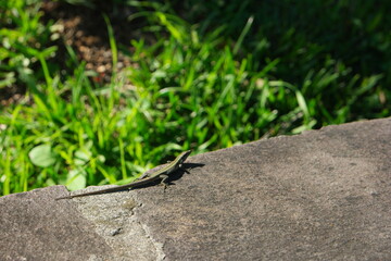 lizard madeira