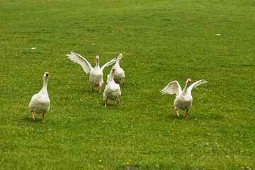 Angry geese come running with a lot of noise. © Jan van der Wolf