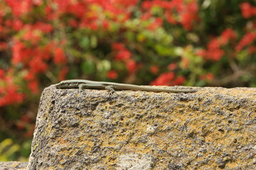 lizard madeira