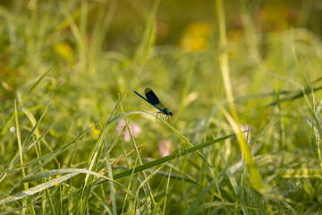 blue tailed damselfly