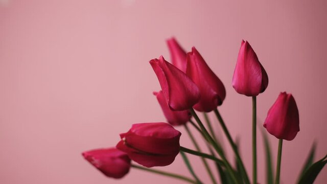 Beautiful pink tulips bouquet blooming on pink background