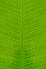 The leaves of the banana tree Textured abstract background. fresh green Leaf.