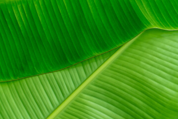 The leaves of the banana tree Textured abstract background. fresh green Leaf.