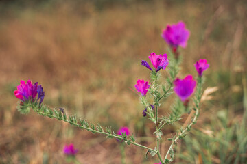 Wild purple flower with defocused background