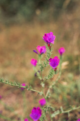 Wild purple flower with defocused background