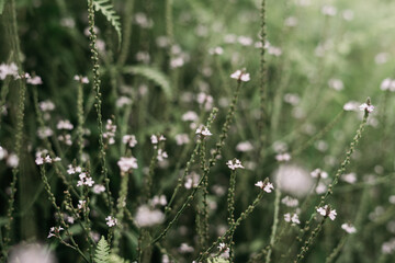Dark and moody scene with white flowers