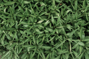 Wild herbs texture - High resolution resource