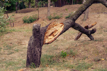 Broken cherry tree after the hurricane. Cracked trunk of a falle