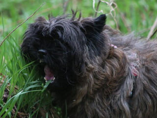 A dog standing on grass