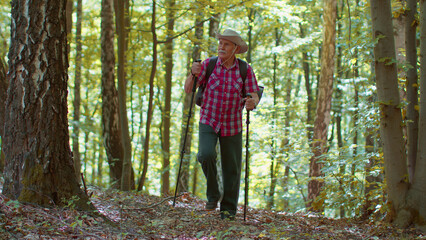 Old Caucasian hiker grandfather training Nordic walking with trekking poles in forest. Senior man climbing with sticks and backpacks in wood. Active travel tourism adventures outdoors after retirement