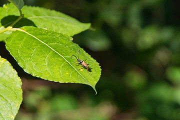 Ein gold gl&auml;nzender K&auml;fer mit langen F&uuml;hlern auf einem gr&uuml;nen Blatt vor dunkelgr&uuml;nem Bokeh