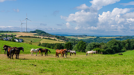 Weidelandschaft im Wispertaunus in Hessen