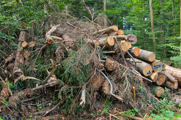 Ein Haufen geschlagenes Brennholz im Wald