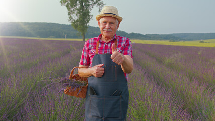 Senior old grandfather farmer gathering lavender flowers on field. Gardener florist man looking approvingly at camera showing thumbs up, growing lavender plant in herb garden, retirement activities