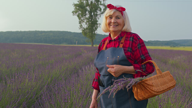 Senior farmer woman turning face to camera and smiling in lavender field meadow at sunset. Portrait of elderly old grandmother with basket, worker or retiree in plaid shirt in flowers herb garden