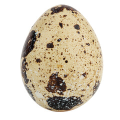One quail egg. Isolated on white background.