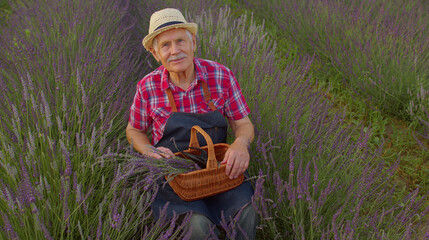Naklejka na ściany i meble Elderly farmer growing lavender. Senior farmer grandfather man in organic blooming field of purple lavender flowers. Commercially grown, harvesting. Farm eco business. Herb grower and oil producer