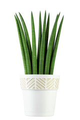 Sansevieria cylindrical isolated on white background. Indoor plants in a pot.