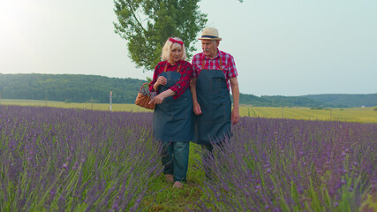 Retired old farmers growing lavender. Senior grandmother grandfather in organic blooming field of...