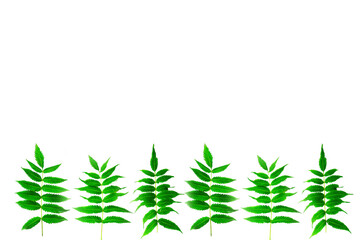 Green leaves floral ornament on a white background. The element is repeated in a straight line. Place for your text.