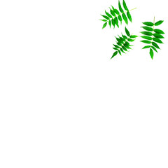 Fototapeta premium Green leaves floral ornament on a white background. Corner filling. Place for your text.