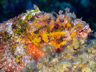 Spotted scorpionfish camouflaging to seaweeds (Grand Cayman, Cayman Islands)
